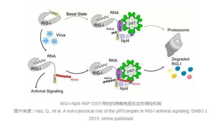 通路 | 健康守护神：RIG-I信号通路介导的自身免疫反应二三事