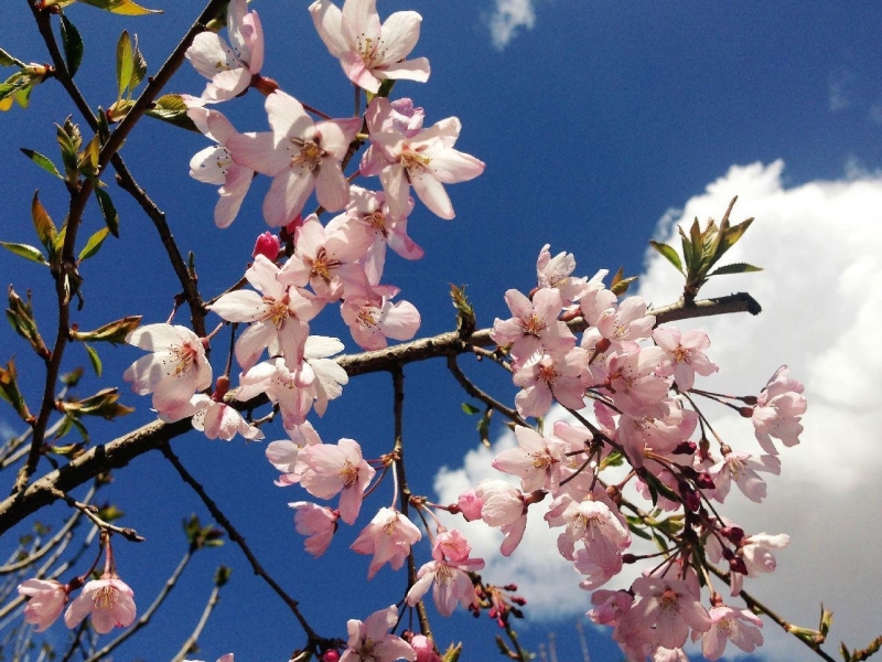 春天来啦，家中花园的花儿（一）