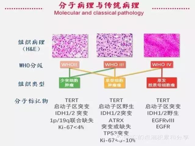 一图读懂胶质瘤分子病理