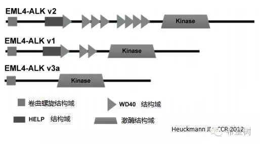 不同ALK融合亚型与临床疗效的关系