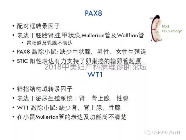 女性生殖道发育