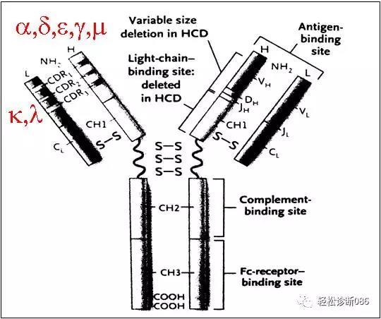 浆细胞相关肿瘤(1)