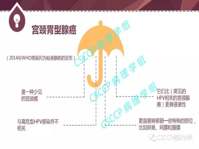宫颈胃型腺癌中输卵管黏膜受累