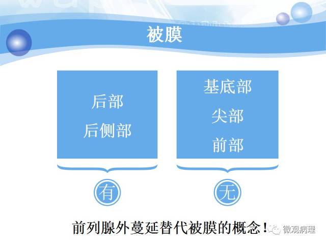 正常前列腺组织学