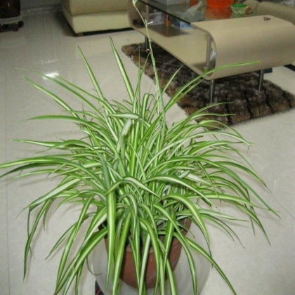 家里的花