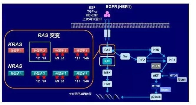 思考RAS状态在mCRC治疗中的意义