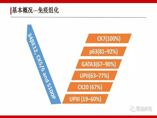 泌尿课程/浸润性尿路上皮癌病理学类型
