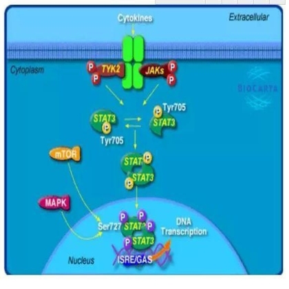 通路 | 炎症、免疫与癌症扯不清理还乱关系背后：Jak/Stat-IL-6 pathway
