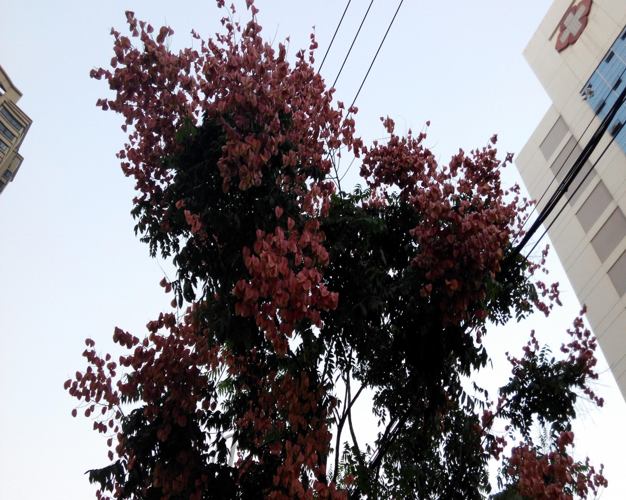 这是什么花？
