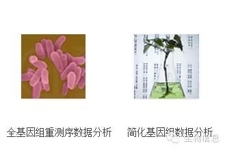 NGS数据处理流程