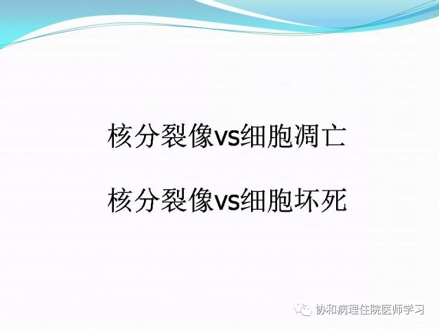 病理学基础知识 : 核分裂像的识别