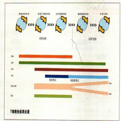 免疫病理图表