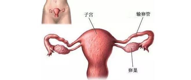 病理诊断报告模板——卵巢肿瘤（一般为冰冻和大标本）