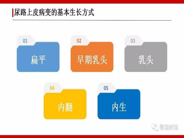 泌尿课程/尿路上皮病变的基本生长方式