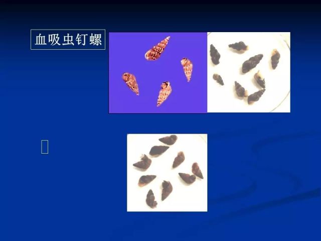 收藏！寄生虫图谱大全