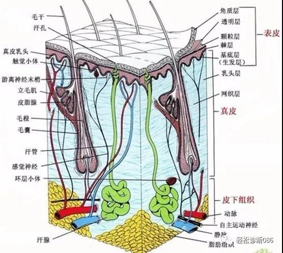 皮肤淋巴瘤(1)——概述
