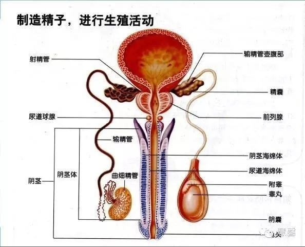 前列腺电切标本出现的非前列腺、非精囊腺组织是什么？原因何在？（张睿病例分享，孔祥田(Max)*Roswell*NM老师讲解）