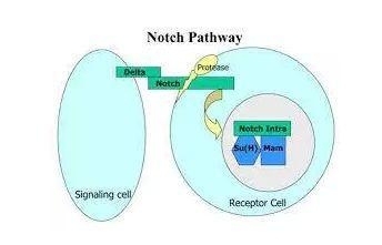 Notch信号传导通路：恶性肿瘤的幕后黑手