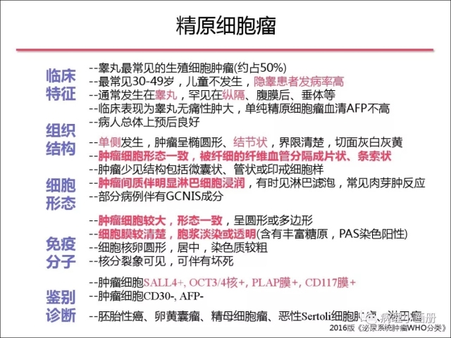 泌尿病理--精原细胞瘤VS精母细胞瘤