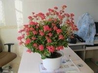 我的办公室和好看的花