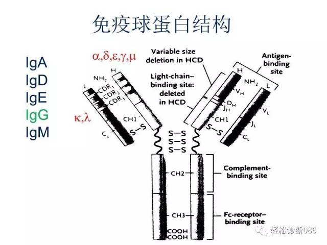 浆细胞相关肿瘤的病理诊断及鉴别诊断