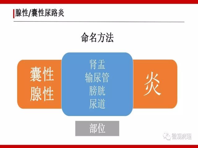 泌尿课程/尿路腺样病变的诊断要点
