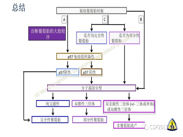 p57免疫组化染色及基因分型 在葡萄胎精确诊断中的应用