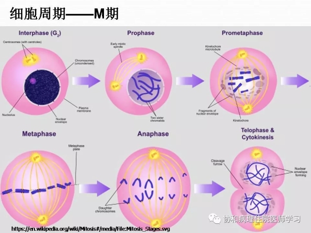 病理学基础知识 : 核分裂像的识别