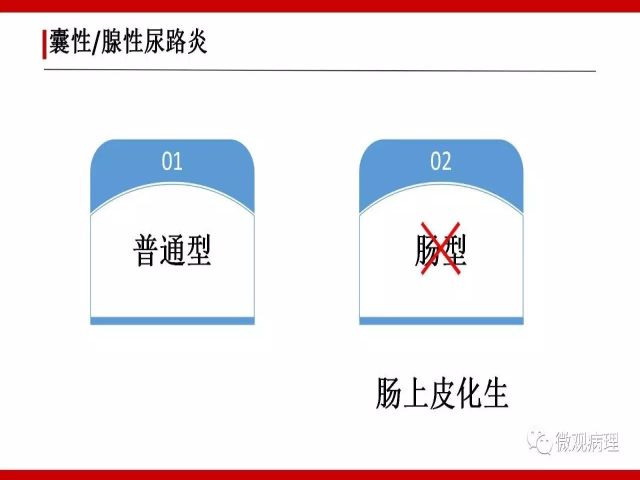 泌尿课程/尿路腺样病变的诊断要点