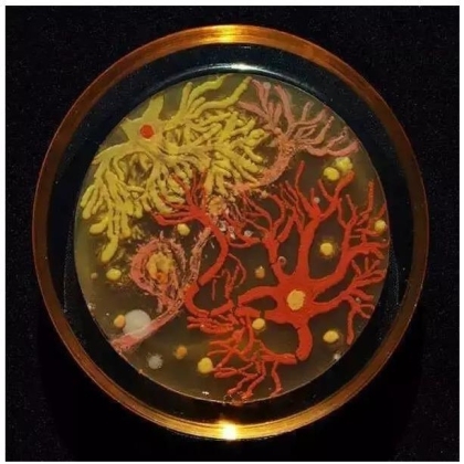 生物学霸们用培养基作画
