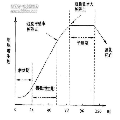 真传的一些细胞毒性实验要点（MTT法）