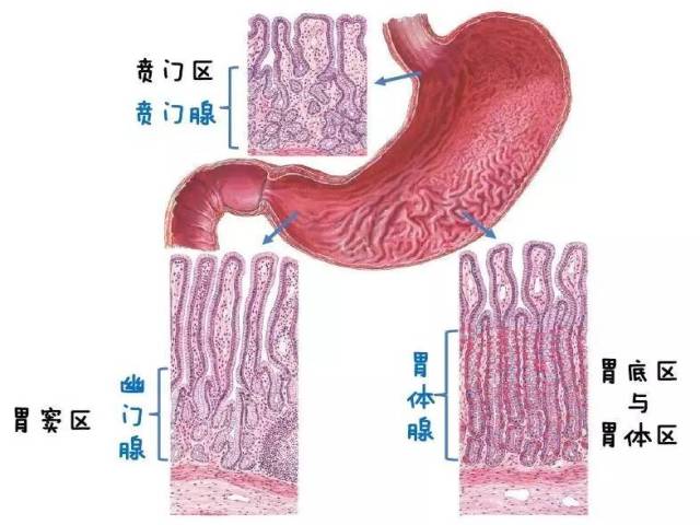 医学美图：胃病理基础概述