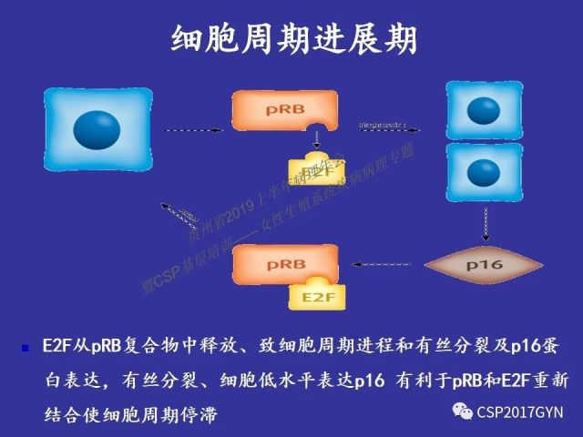 中华病理学会基层培训遵义站讲座（二）——宫颈细胞学诊断中陷阱与筛查进展