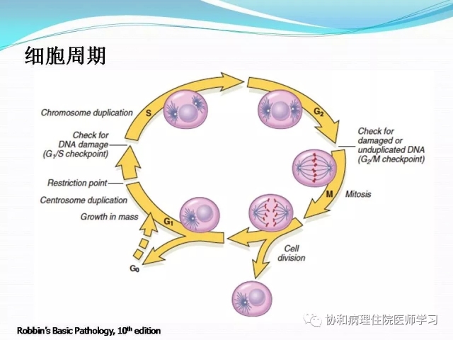 病理学基础知识 : 核分裂像的识别