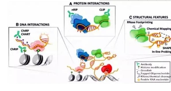 专栏 | 一文总结LncRNA研究思路