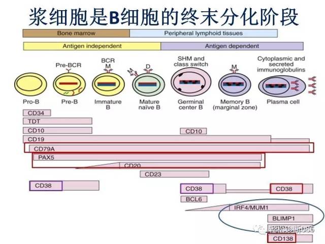 浆细胞相关肿瘤的病理诊断及鉴别诊断