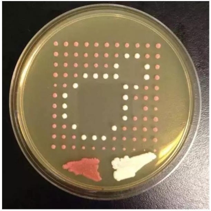生物学霸们用培养基作画
