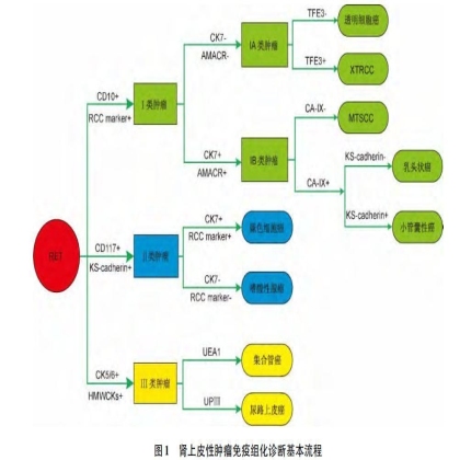 肾上皮性肿瘤免疫组化诊断基本流程