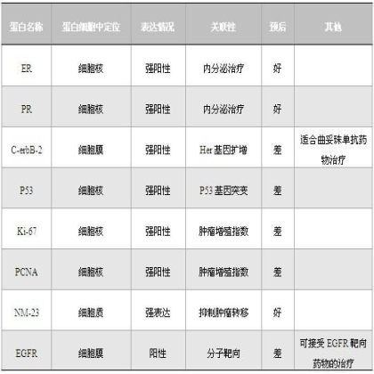 乳腺癌预后相关蛋白及其表达意义