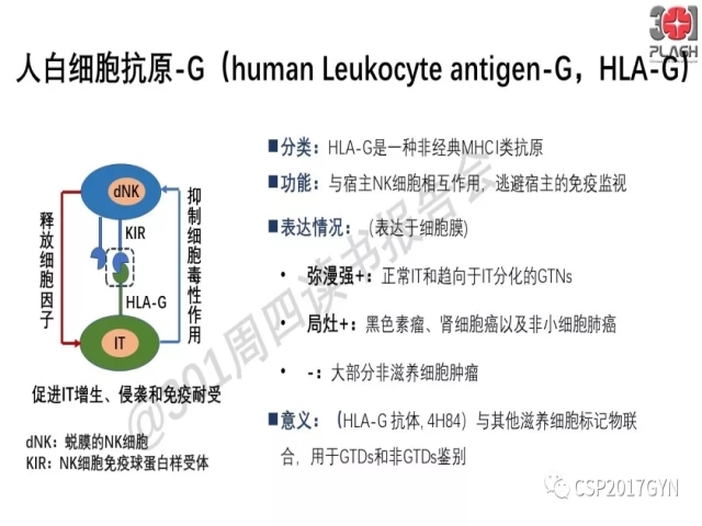 中间型滋养细胞肿瘤的诊断及鉴别诊断