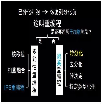 国自然科学问题分析：转分化，细胞华丽变身
