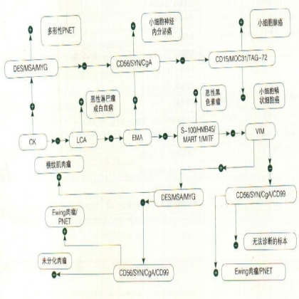 皮肤和皮下小细胞未分化肿瘤免疫组化标记物诊断示意图