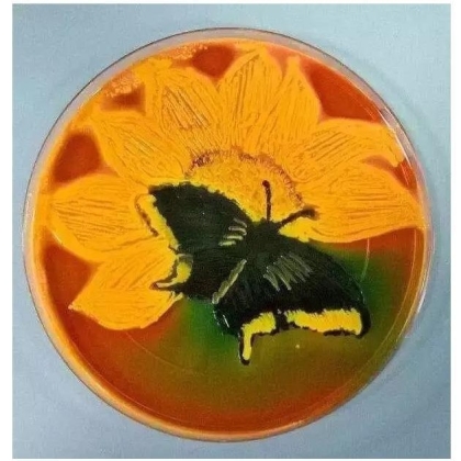 生物学霸们用培养基作画