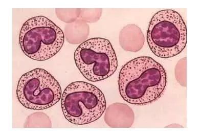 通路 | 炎症、免疫与癌症扯不清理还乱关系背后：Jak/Stat-IL-6 pathway