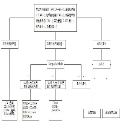 淋巴样肿瘤免疫组化基本标记