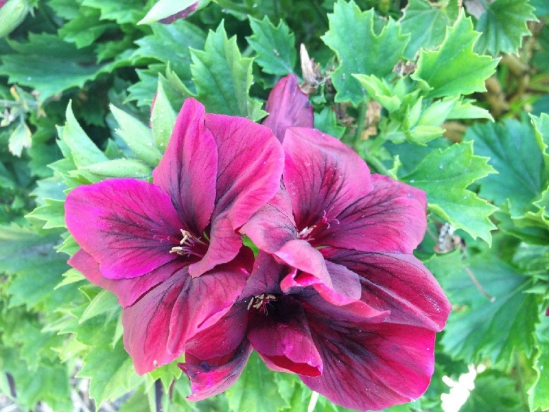 春天来啦，家中花园的花儿（一）