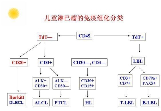 B、T/NK细胞淋巴瘤、霍奇金淋巴瘤的免疫组化分类