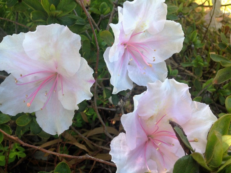 春天来啦，家中花园的花儿（一）