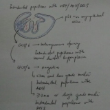 Breast Papillary Les