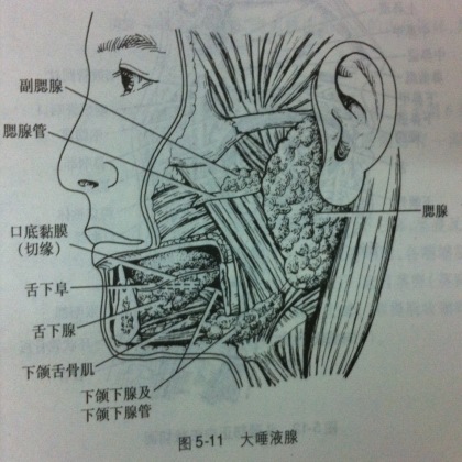 腮腺组织内的一次深度旅行